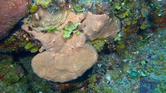 Spirastrella hartmani