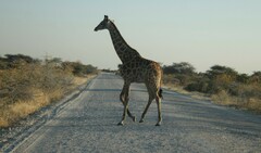 Giraffa camelopardalis angolensis