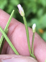 Epilobium coloratum