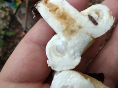 Lactifluus deceptivus