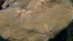 Spirastrella hartmani