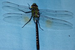 Anax guttatus