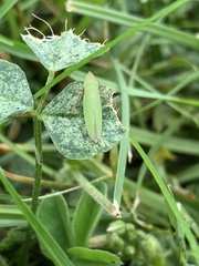 Draeculacephala antica