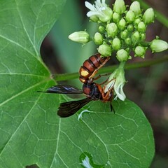 Cerceris bicornuta
