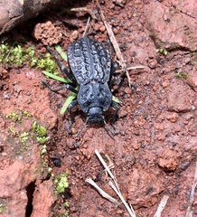 Pelecyphorus