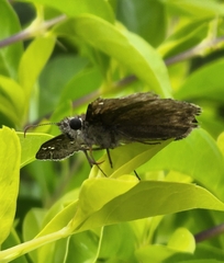Erynnis horatius