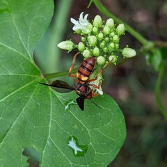 Cerceris bicornuta
