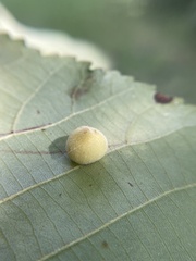 Caryomyia