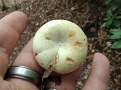 Lactifluus deceptivus