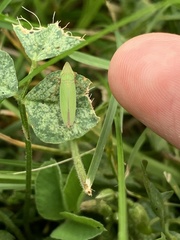 Draeculacephala antica