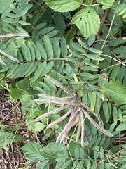 Tephrosia virginiana