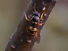 Vespula acadica