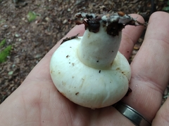 Lactifluus deceptivus