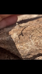 Phasmomantis sumichrasti