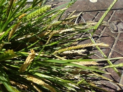 Eleusine indica