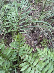Woodwardia areolata