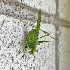Insara elegans