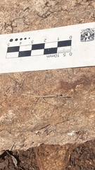 Phasmomantis sumichrasti