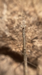 Phasmomantis sumichrasti