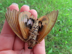 Paysandisia archon