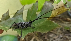 Monochamus notatus