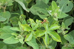 Jatropha gossypiifolia
