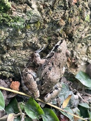 Leptodactylus fragilis