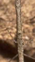 Phasmomantis sumichrasti