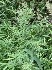 Epilobium coloratum