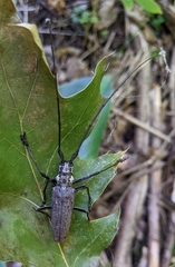 Monochamus notatus