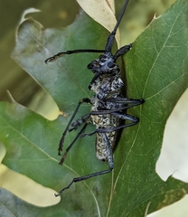 Monochamus notatus