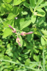 Crotalaria incana