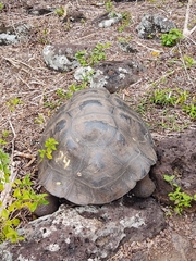 Chelonoidis niger chathamensis