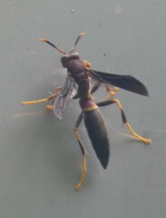 Polistes annularis