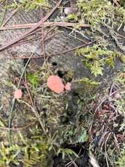 Tubifera ferruginosa