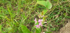 Desmodium incanum