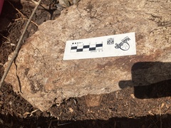 Phasmomantis sumichrasti