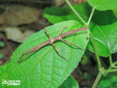 Ceroys perfoliatus