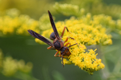 Polistes metricus