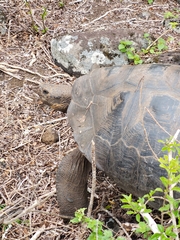 Chelonoidis niger chathamensis