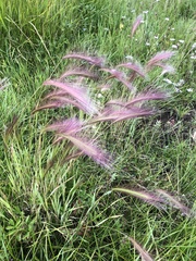 Hordeum