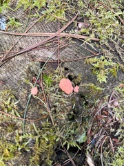 Tubifera ferruginosa