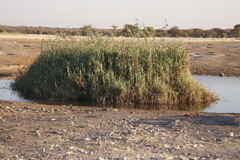 Phragmites australis subsp. australis image