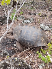 Chelonoidis niger chathamensis