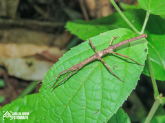Ceroys perfoliatus