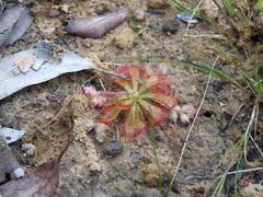 Drosera spatulata