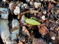 Gyponana