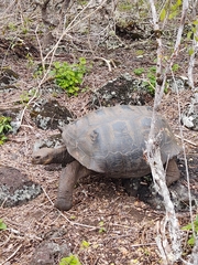 Chelonoidis niger chathamensis