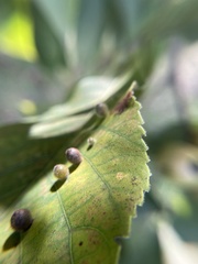 Caryomyia viscidolium
