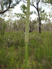Xanthorrhoea fulva